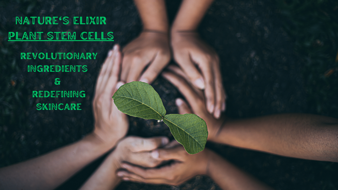 Nature's Elixir: Plant Stem Cells, Revolutionary Ingredients Redefining Skincare