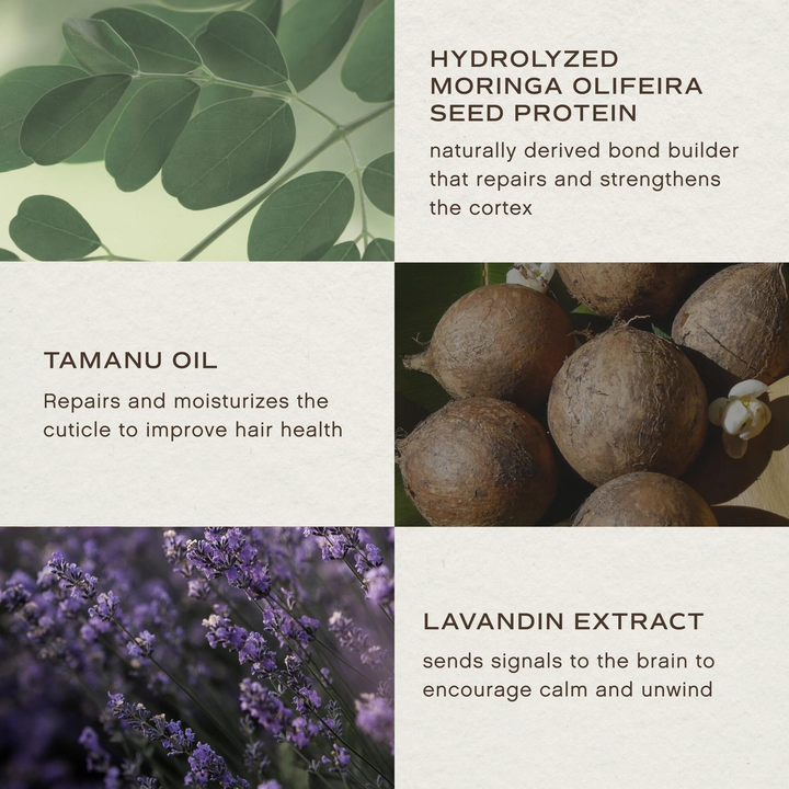A four-panel informational graphic with text callouts about hair-care ingredients: hydrolyzed moringa olive seed protein, tanu oil, lavender extract, and a purple lavender field. The layout is clean and balanced, with ingredient imagery integrated into a light textured background.