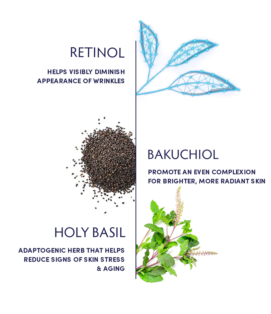 Naturopathica Holy Basil & Retinol Ageless Night Oil ingredients