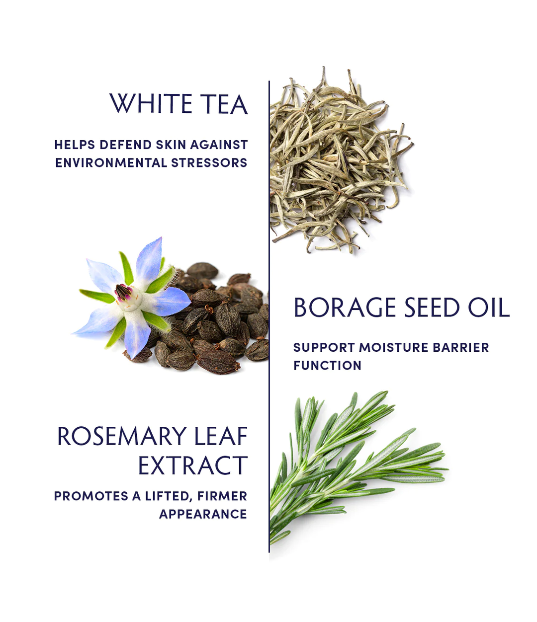 Naturopathica White Tea Antioxidant Mask ingredients