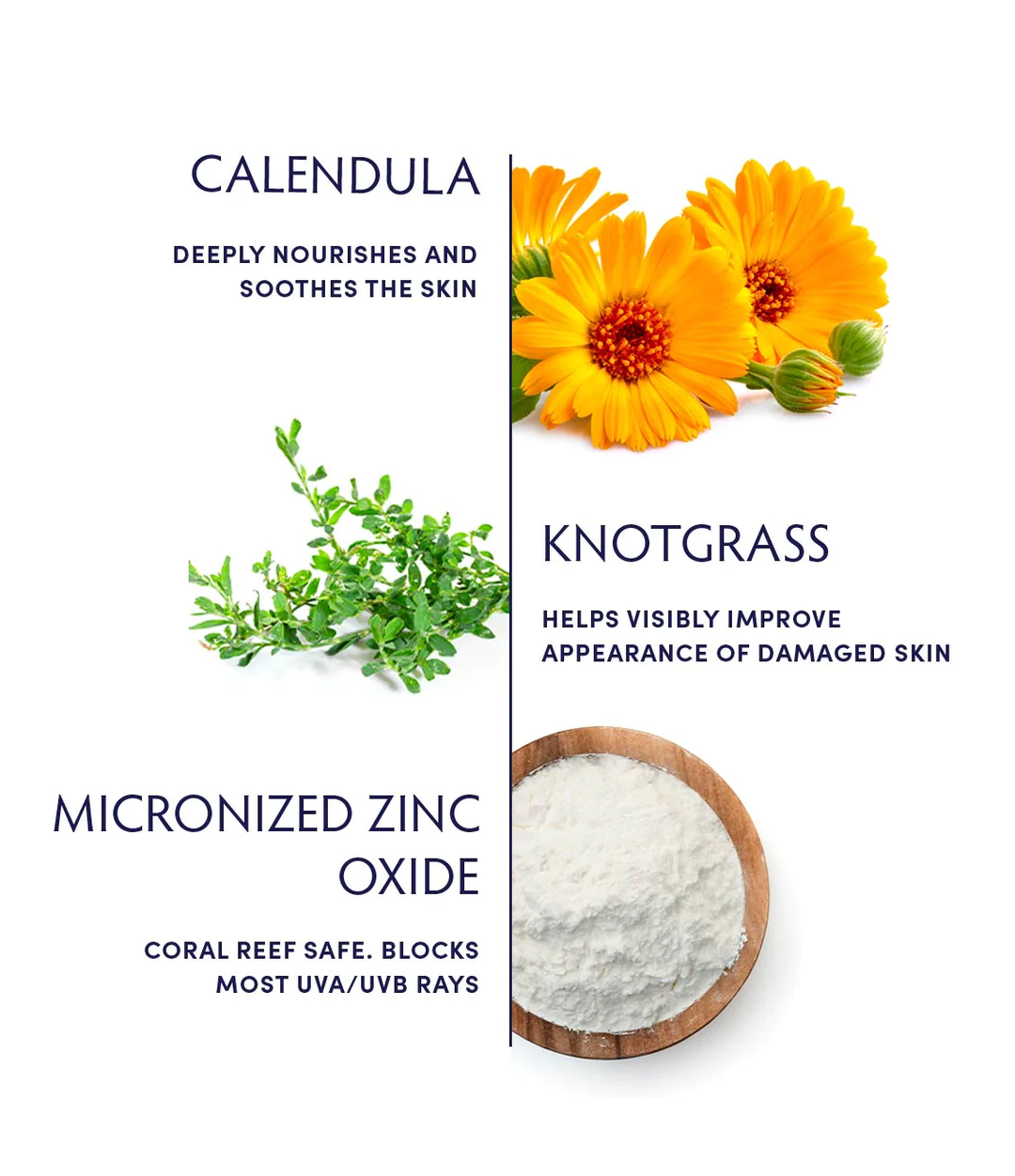 Naturopathica Calendula Essential Hydrating Lotion SPF 30 Sunscreen key ingredients